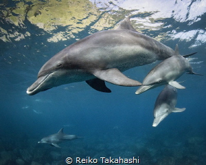 Mikura is surrounded by mountains. The dolphin living bay... by Reiko Takahashi 